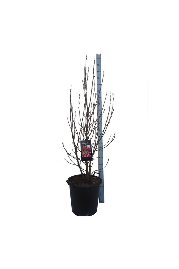 Biberbaum Magnolie Susan