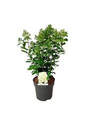 Hortensie Hortensie Skyfall ®