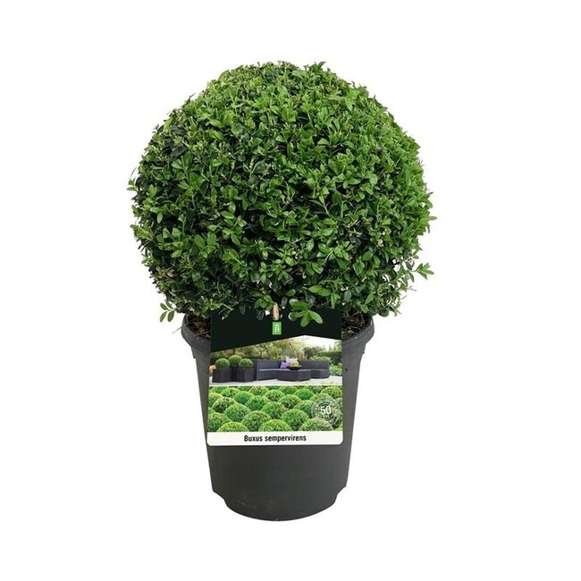 Buxus sempervirens