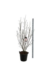 Biberbaum Magnolien-Himmelsduft