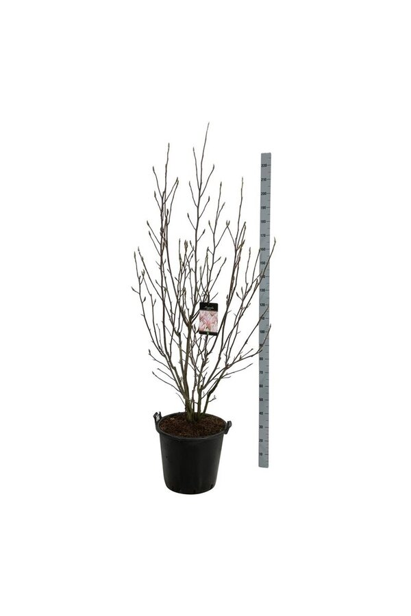 Biberbaum Magnolien-Himmelsduft