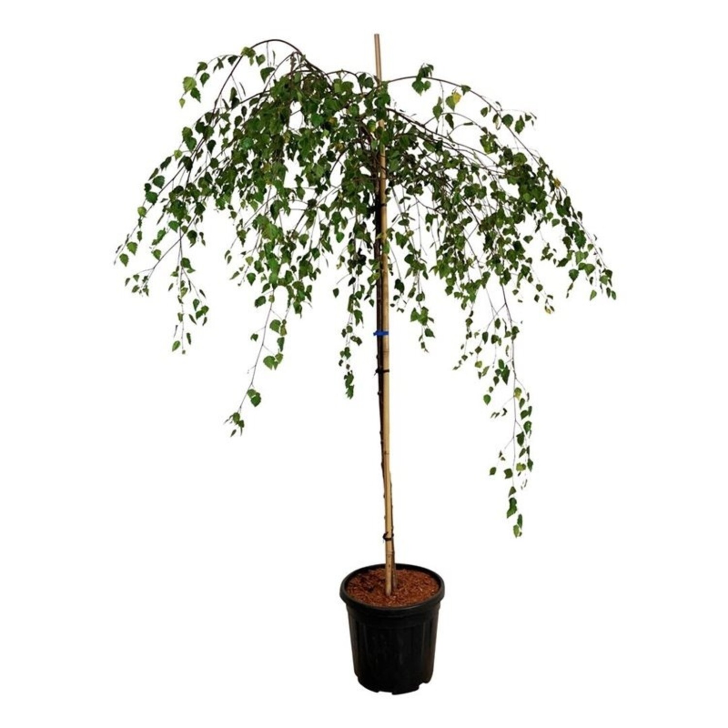 Birke Betula utilis Youngii | Schnelle Lieferung | Fleurdirect -  www.fleurdirect.com