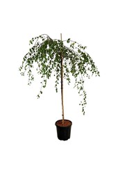 Birke Betula utilis Youngii