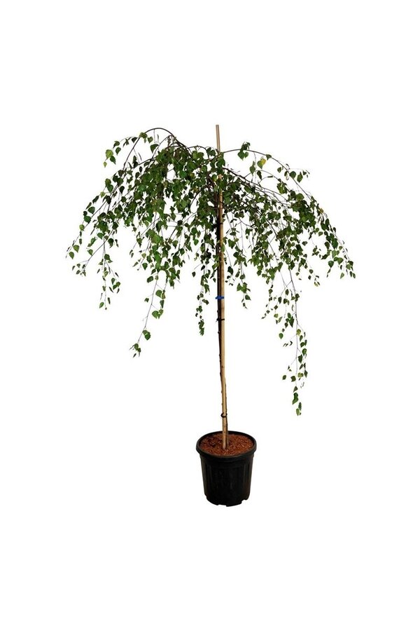 Birke Betula utilis Youngii