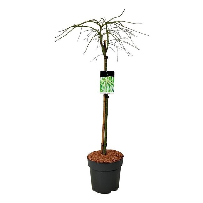 Ahornbaum Acer Dissectum