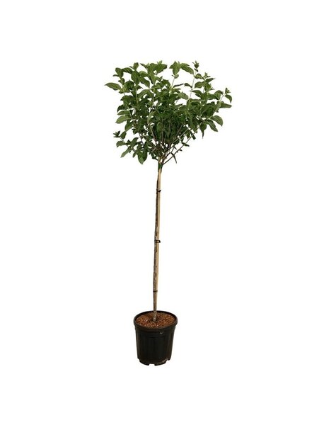 Hortensie