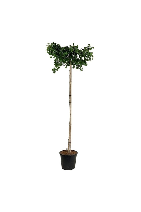 Japanischer Walnussbaum Ginkgo biloba Pendula