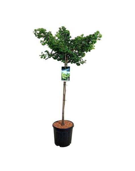 Ginkgo