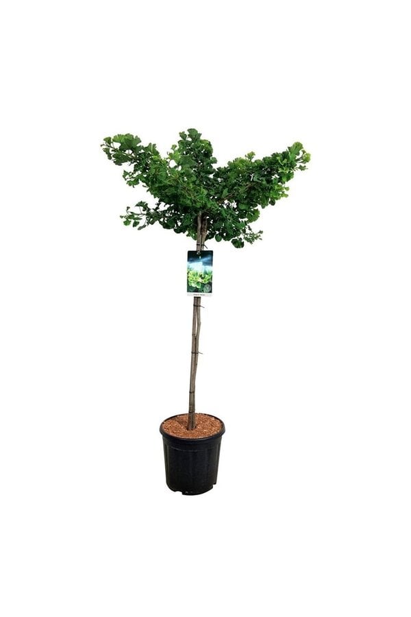 Japanischer Walnussbaum Ginkgo biloba Mariken
