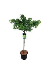 Japanischer Walnussbaum Ginkgo biloba Mariken