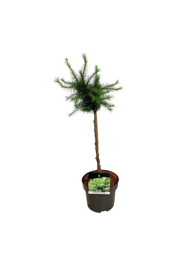 Larix decidua Kleine Bogle