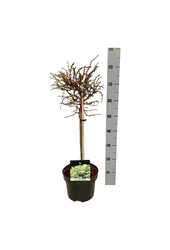 Larix decidua Kleine Bogle