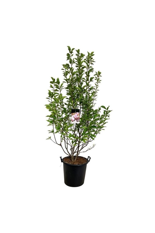 Biberbaum Magnolia soulangeana