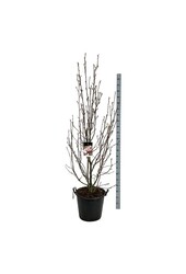 Biberbaum Magnolia soulangeana