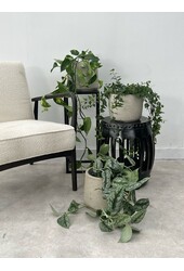 Pflanzenpaket Scindapsus Speckled - Philodendron = Hedera