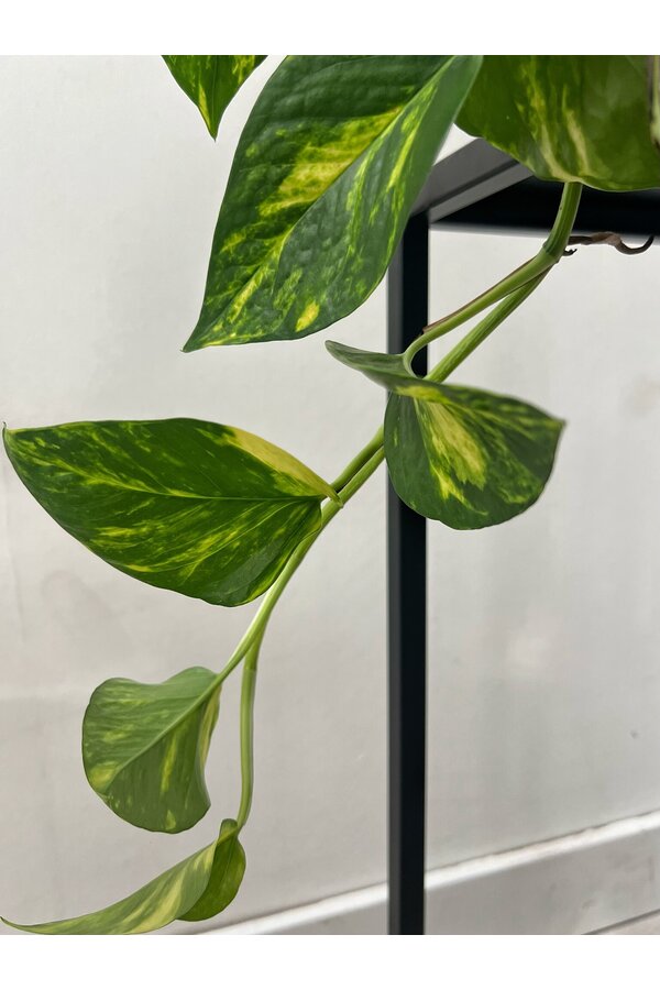 Pflanzenpaket Scindapsus Speckled - Philodendron = Hedera