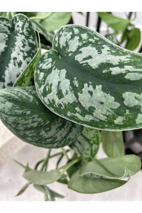 Pflanzenpaket Scindapsus Speckled - Philodendron = Hedera
