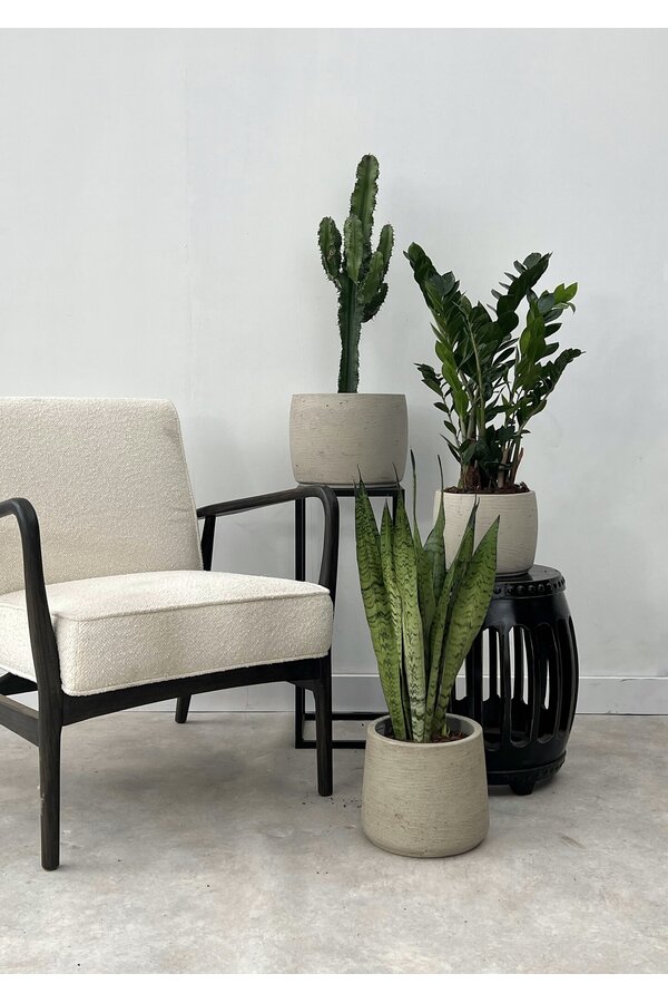 Pflanzenset Zamioculcas - Sansevieria - Euphorbia