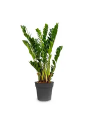 Pflanzenset Zamioculcas - Sansevieria - Euphorbia