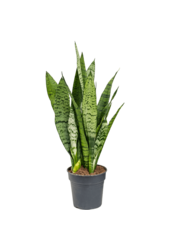 Pflanzenset Zamioculcas - Sansevieria - Euphorbia