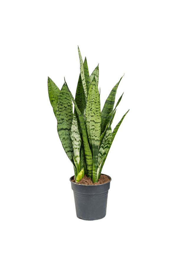 Pflanzenset Zamioculcas - Sansevieria - Euphorbia
