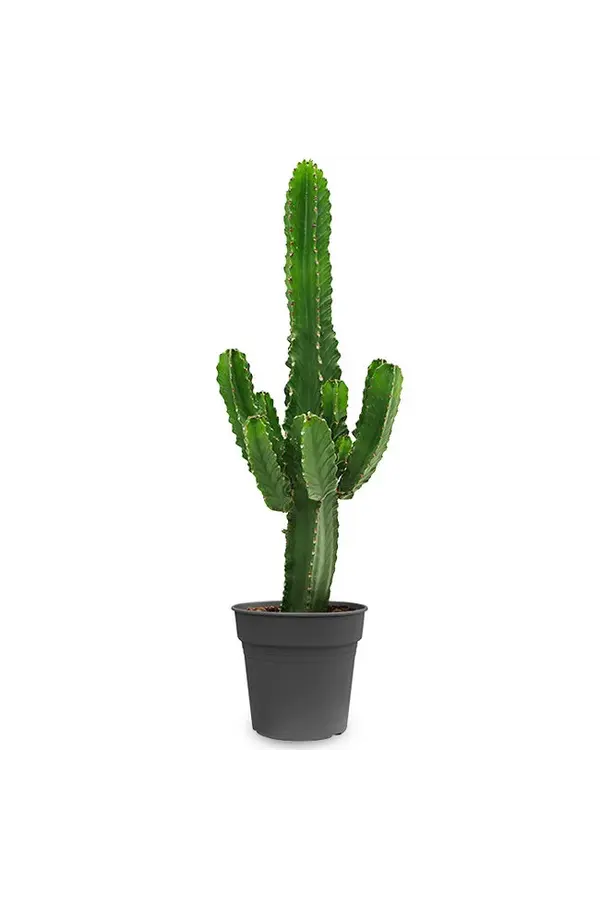 Pflanzenset Zamioculcas - Sansevieria - Euphorbia