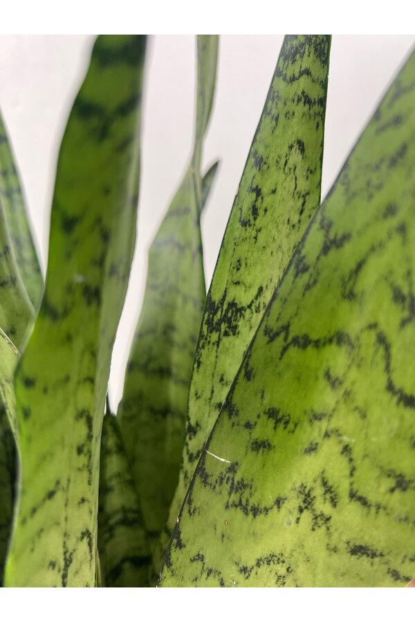 Pflanzenset Zamioculcas - Sansevieria - Euphorbia