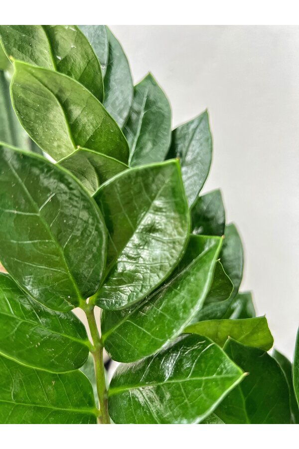 Pflanzenset Zamioculcas - Sansevieria - Euphorbia