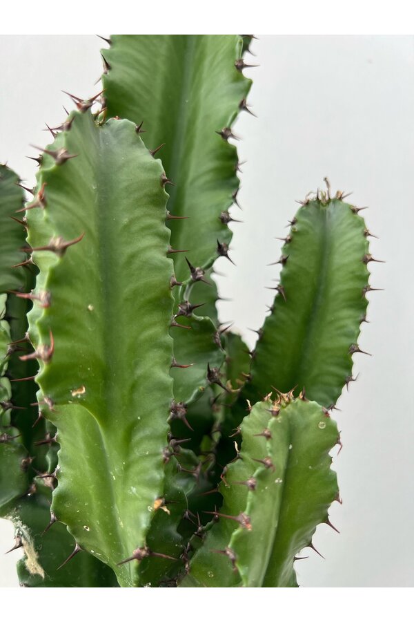 Pflanzenset Zamioculcas - Sansevieria - Euphorbia