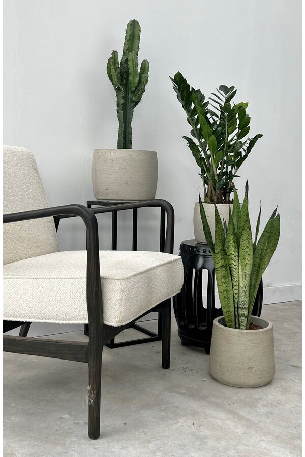 Pflanzenset Zamioculcas - Sansevieria - Euphorbia