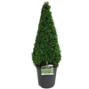 Buxus sempervirens