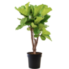 Ficus Lyrata verzweigt M