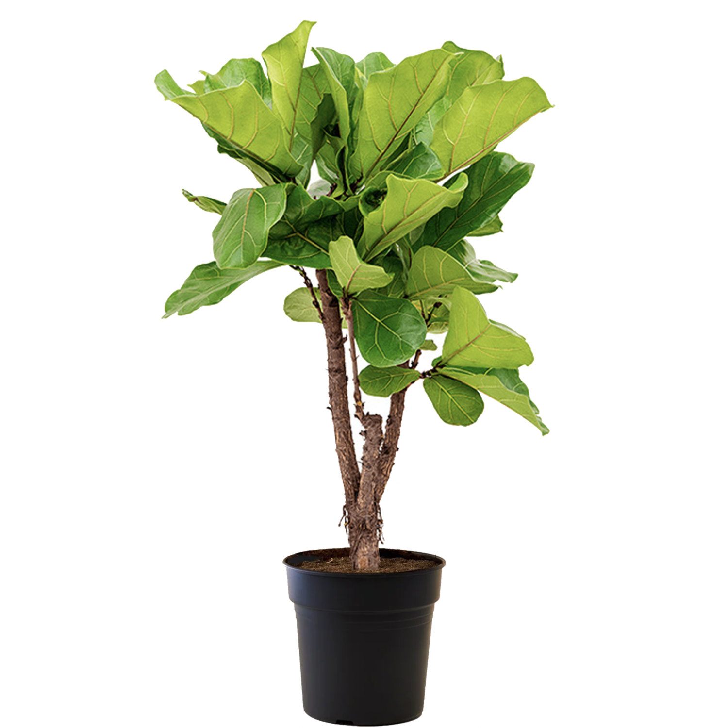 Ficus lyrata Multi stem | Top service kaufen - www.fleurdirect.com