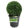 Buxus sempervirens