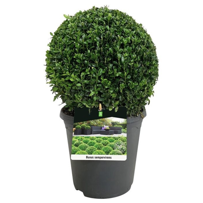 Buxus sempervirens