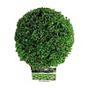 Buxus sempervirens