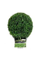 Buxus sempervirens