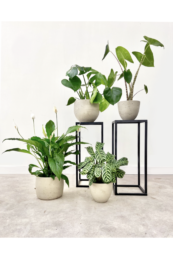 Pflanzenset Löffelpflanze - Zebrina - Monstera - Calathea