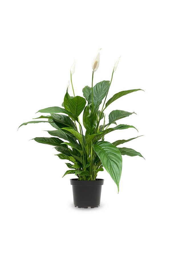 Pflanzenset Löffelpflanze - Zebrina - Monstera - Calathea