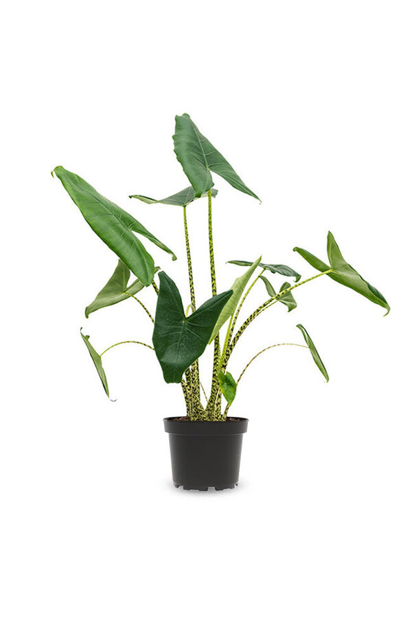Pflanzenset Löffelpflanze - Zebrina - Monstera - Calathea
