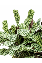 Pflanzenset Löffelpflanze - Zebrina - Monstera - Calathea