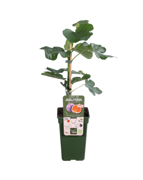 Feigenbaum