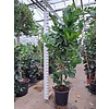 Hydrokulturpflanze Ficus Lyrata 120