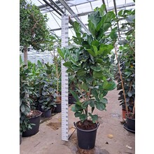 Hydrokulturpflanze Ficus Lyrata 120