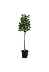 Biberbaum Magnolia soulangeana