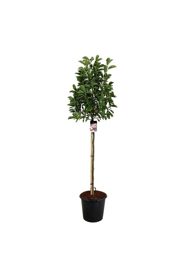 Biberbaum Magnolia soulangeana