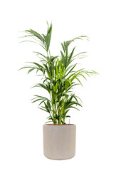 Kentia Palm in Zylinderbeige 160/34