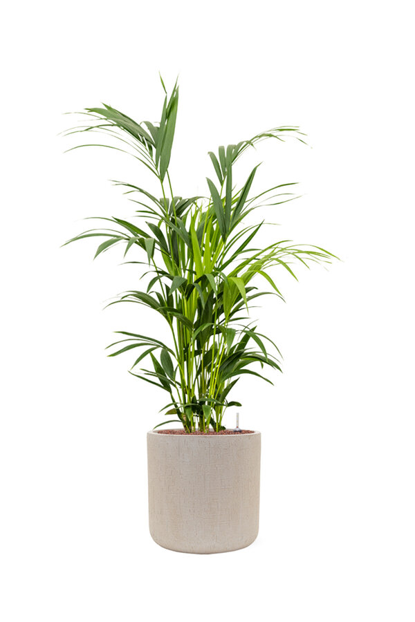 Kentia Palm in Zylinderbeige 160/34