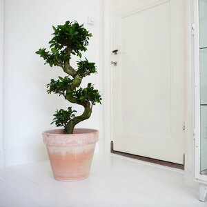 Ficus Ginseng