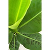 Bananenpflanze Musa Tropicana L